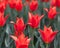Flowerbed with red buds tulips