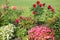 Flowerbed with red and orange roses, white and pink begonias against green lawn