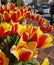 Flowerbed with red spotted yellow tulips
