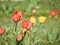 Flowerbed with red and yellow tulips