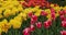 Flowerbed with red and yellow tulips in Holland