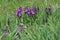 Flowerbed with small purple garden irises