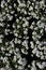 Flowerbed of small white flowers of Aubrieta genus