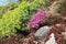 Flowerbed with Succulent plants - Euphorbia, Phlox, Sedum