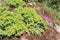 Flowerbed with Succulent plants - Euphorbia, Phlox, Sedum