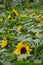 Flowerbed of sunflowers helianthus