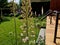 flowerbed with tall perennial plant of white flowers and undergrowth