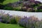 Flowerbed with tall perennial plant of white flowers and undergrowth of yellow perennials and sage in a dry composition of yellow