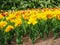 Flowerbed of tulip Monsella large yellow and red stripped flowers with buds of different colors tulips on background