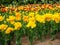 Flowerbed of tulip Monsella large yellow and red stripped flowers with buds of different colors tulips on background