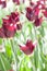 Flowerbed tulips of dark red color closeup