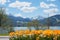 flowerbed with tulips and narcissus flowers at lake shore tegernsee