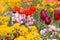 Flowerbed with tulips and poppy flowers