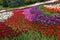 Flowerbed of tulips -  white - purple - red