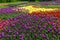 Flowerbed of tulips - white - purple - red - yellow - orange