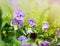Flowerbed of viola tricolor or kiss-me-quick (heart-ease flowers