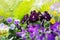 Flowerbed of viola tricolor or kiss-me-quick (heart-ease flowers