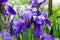 Flowerbed violet irises, flowers of iris in the garden purple iris background