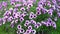 Flowerbed which grow purple petunias with white stripes