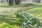 Flowerbed with white daffodils