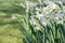 Flowerbed with white daffodils