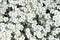 Flowerbed of white dianthus flowers