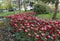 A flowerbed of white-red tulips on the shores of Lake Constance