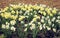 Flowerbed of white and yellow daffodils close up