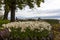 Flowerbed of white-yellow daffodils on the shores of Lake Constance