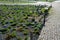 Flowerbed with wild flora of blue flower bulbs. the flowerbed lines asphalt cycle path and also beige pedestrian path with benches