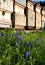 Flowerbed with wild flora of blue flower bulbs. the flowerbed lines asphalt cycle path and also beige pedestrian path with benches