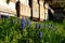 Flowerbed with wild flora of blue flower bulbs. the flowerbed lines asphalt cycle path and also beige pedestrian path with benches