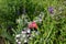 Flowerbed with wild growing white and pink summer flowers