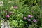 Flowerbed with wild growing white and pink summer flowers