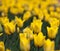 Flowerbed with yellow buds tulips