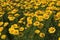 Flowerbed of Yellow Daisies in the Summertime