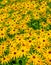 Flowerbed with yellow echinacea flowers