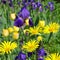 Flowerbed with yellow and purple flowers
