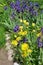 Flowerbed with yellow and purple flowers