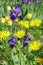 Flowerbed with yellow and purple flowers