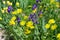 Flowerbed with yellow and purple flowers