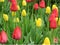 Flowerbed with yellow and red tulips with green leaves