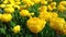 Flowerbed with yellow tulips close during flowering