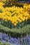 Flowerbed with yellow tulips and muscari plant