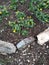 Flowerbeds with buttercup ficaria at the beginning of spring