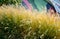 Flowerbeds with ornamental grasses in long lines in autumn with glittering dewdrops on the ears of tufts. in the background the la