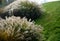 Flowerbeds with ornamental grasses in long lines in autumn with glittering dewdrops on the ears of tufts. in the background the la