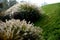 Flowerbeds with ornamental grasses in long lines in autumn with glittering dewdrops on the ears of tufts. in the background the la