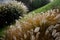 Flowerbeds with ornamental grasses in long lines in autumn with glittering dewdrops on the ears of tufts. in the background the la