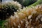 Flowerbeds with ornamental grasses in long lines in autumn with glittering dewdrops on the ears of tufts. in the background the la